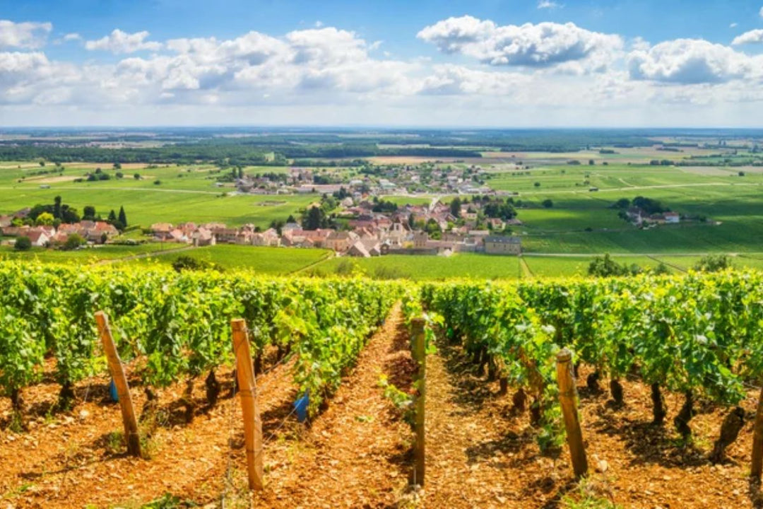 Beginner's Guide to Burgundy Wines